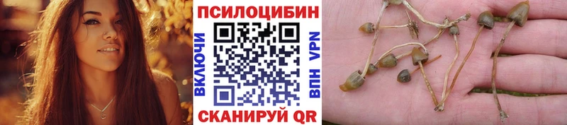Псилоцибиновые грибы Psilocybine cubensis Балтийск